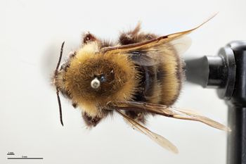 Media type: image;   Entomology 810728 Aspect: habitus dorsal view